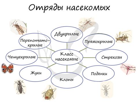 Основные типы ошейников против насекомых и их особенности