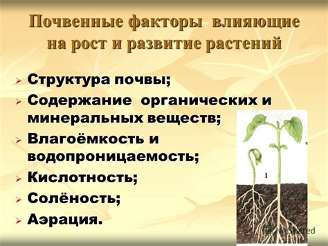 Основные факторы, влияющие на рост и развитие растений