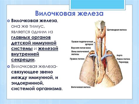 Основные функции вилочковой железы