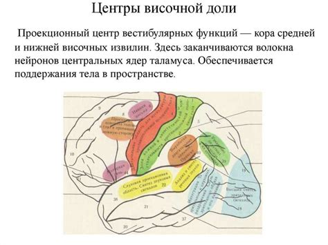 Основные функции височной доли