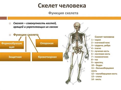 Основные функции жесткого соединительного вещества скелета