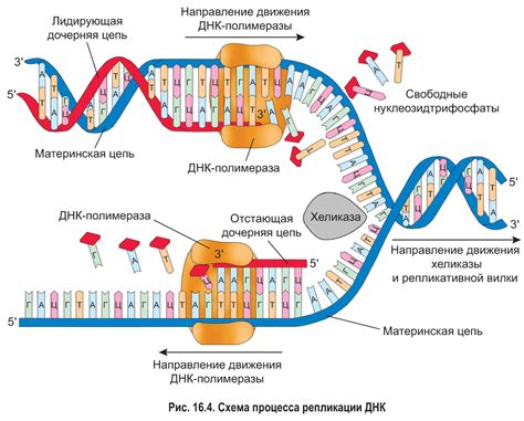 Основные функции молекулы РНК в связи с	обеспечением важных процессов в клетке