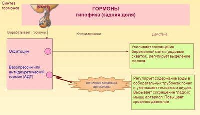 Основные функции паратиреоидного гормона