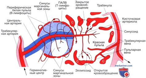 Основные функции селезенки: роль биологического стража и функционального актива