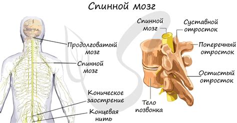 Основные функции спинного мозга