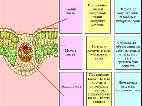 Основные характеристики проводящей ткани у растений