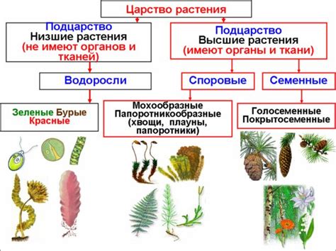 Основные черты выделенных групп растений