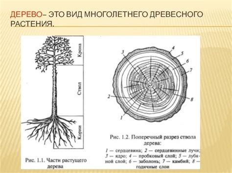 Основные черты древесного растения с восхитительными плодами, напоминающими сливы