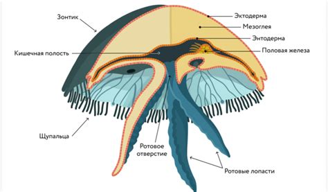 Основные элементы тела медузы: строение и функции