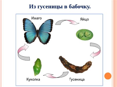 Основные этапы метаморфоза гусеницы в бабочку