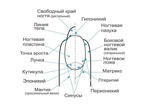 Основные этапы обработки ногтя при помощи аппарата