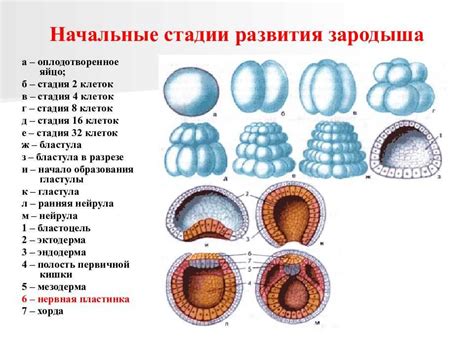 Основные этапы обработки эмбриона астроид-скопа