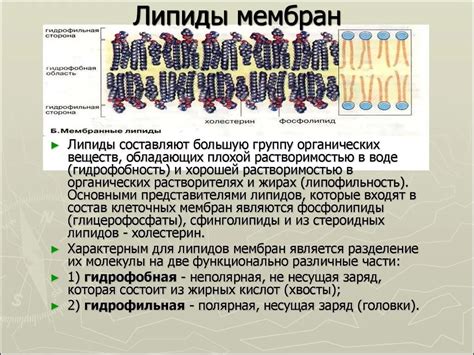 Основные этапы передачи липидов в лимфоидную систему: интеграция и перенос важных компонентов