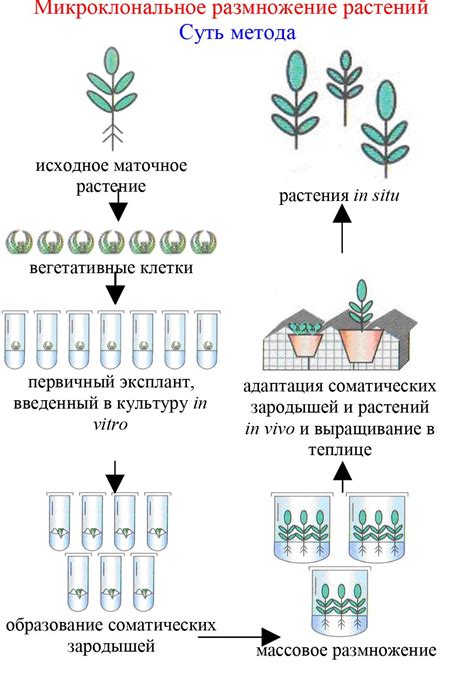 Основные этапы разведения розных растений