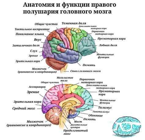 Основы подразделения кровотока головного мозга на левую и правую полусферы