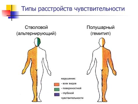 Особая чувствительность и вовлеченность нервных окончаний: роль губ и языка