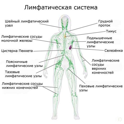 Особенности анатомии и функции лимфатических узлов на нижних конечностях
