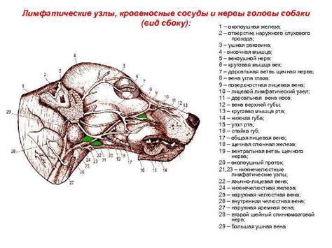 Особенности анатомии мандибулярных лимфатических узлов у домашней собаки