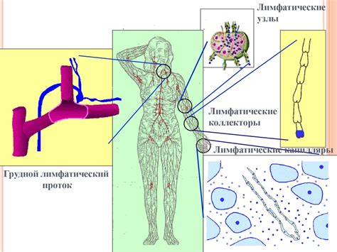 Особенности анатомии шейных лимфатических узлов