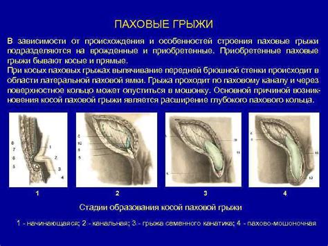 Особенности анатомического строения и функций мужской паховой области