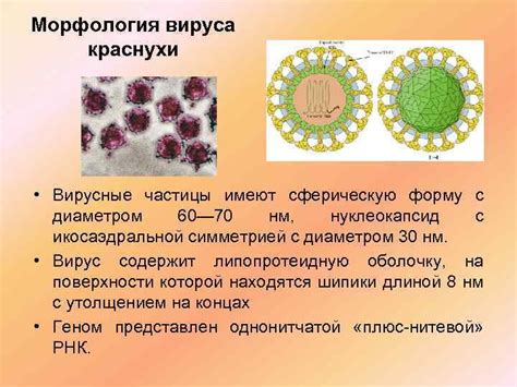 Особенности вируса краснухи и его распространение