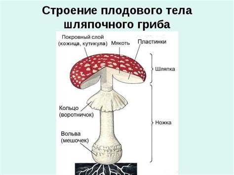 Особенности внешнего вида и структуры плазунов, распространенных в стране