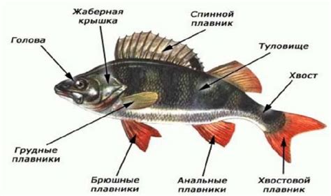 Особенности внешнего оформления и размеры сибасовых рыб
