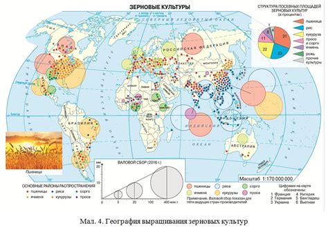 Особенности выращивания плодородных зерновых в центральных районах Российской Федерации