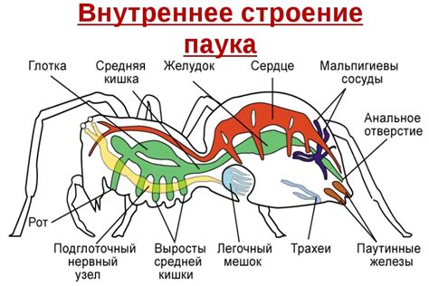 Особенности зрительной системы паука