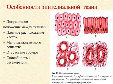 Особенности и распределение эпителиальной ткани у птиц