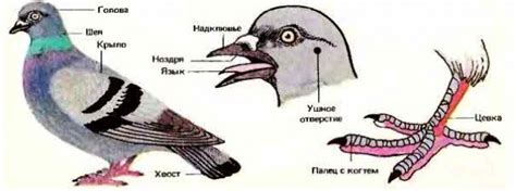 Особенности клюва и конечностей