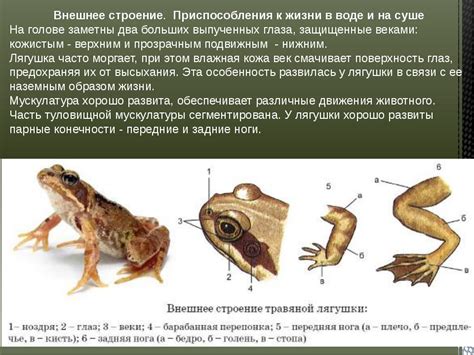 Особенности лягушки тормоза на мазе: уникальные черты этого видения в мире природы