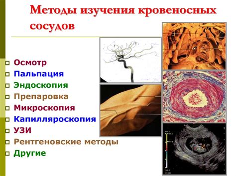 Особенности обнаружения и изучения состояния кровеносных сосудов у пожилых людей