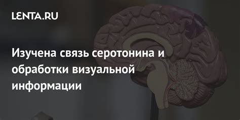 Особенности обработки визуальной информации в мозге: путь к острому зрению