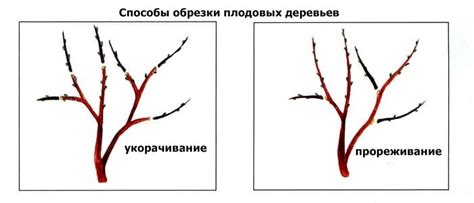 Особенности обработки ран плодовых деревьев при обрезке