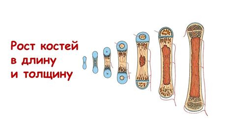 Особенности объединения костей в разных частях организма