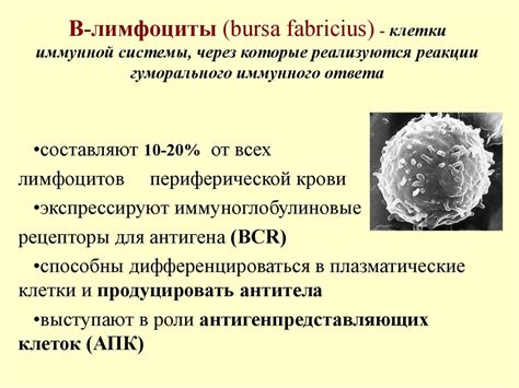 Особенности определения и характеристики атипичных лимфоцитов в системе крови