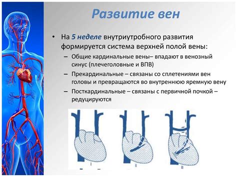 Особенности определения основной венозной дорожки у различных категорий пациентов