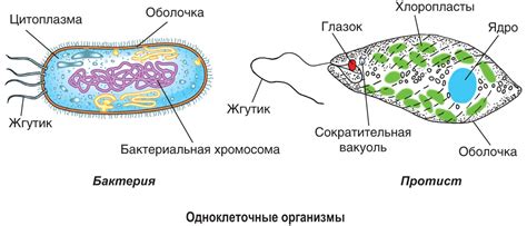 Особенности организации клеток у животных