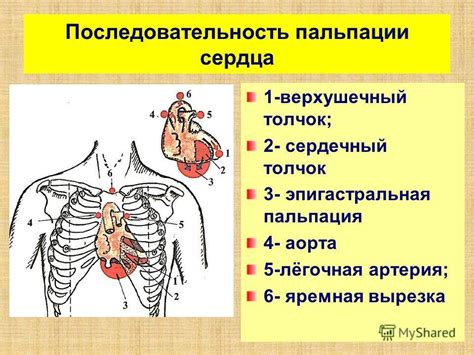 Особенности пальпации верхушечного толчка у различных групп населения