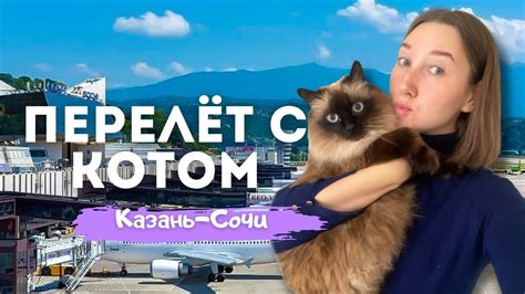 Особенности перелета с котом в салоне