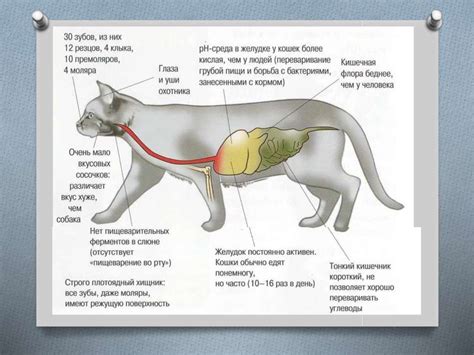 Особенности пищеварения у котов
