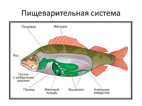 Особенности пищеварительной системы кошачьих