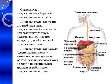 Особенности пищеварительной системы пангасиуса