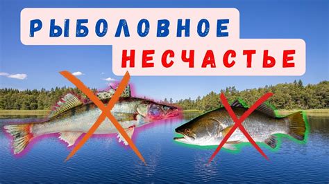 Особенности приготовления пойманной рыбы на берегу Ладоги