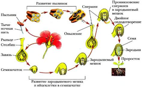 Особенности процесса цветения, опыления и стадии развития плодоношения