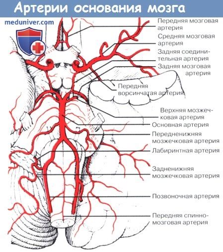 Особенности развития Виллизиева круга