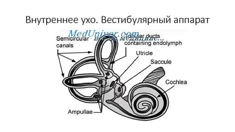 Особенности размещения вестибулярного аппарата во внутренней части уха