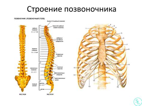 Особенности размещения костей у позвоночных и беспозвоночных