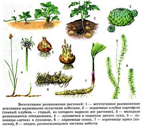 Особенности размножения и воспитания потомства у унгуров